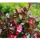 KRZEWUSZKA WEIGELA na pniu z BORDOWYM LIŚCIEM - sadzonki 100 / 120 cm